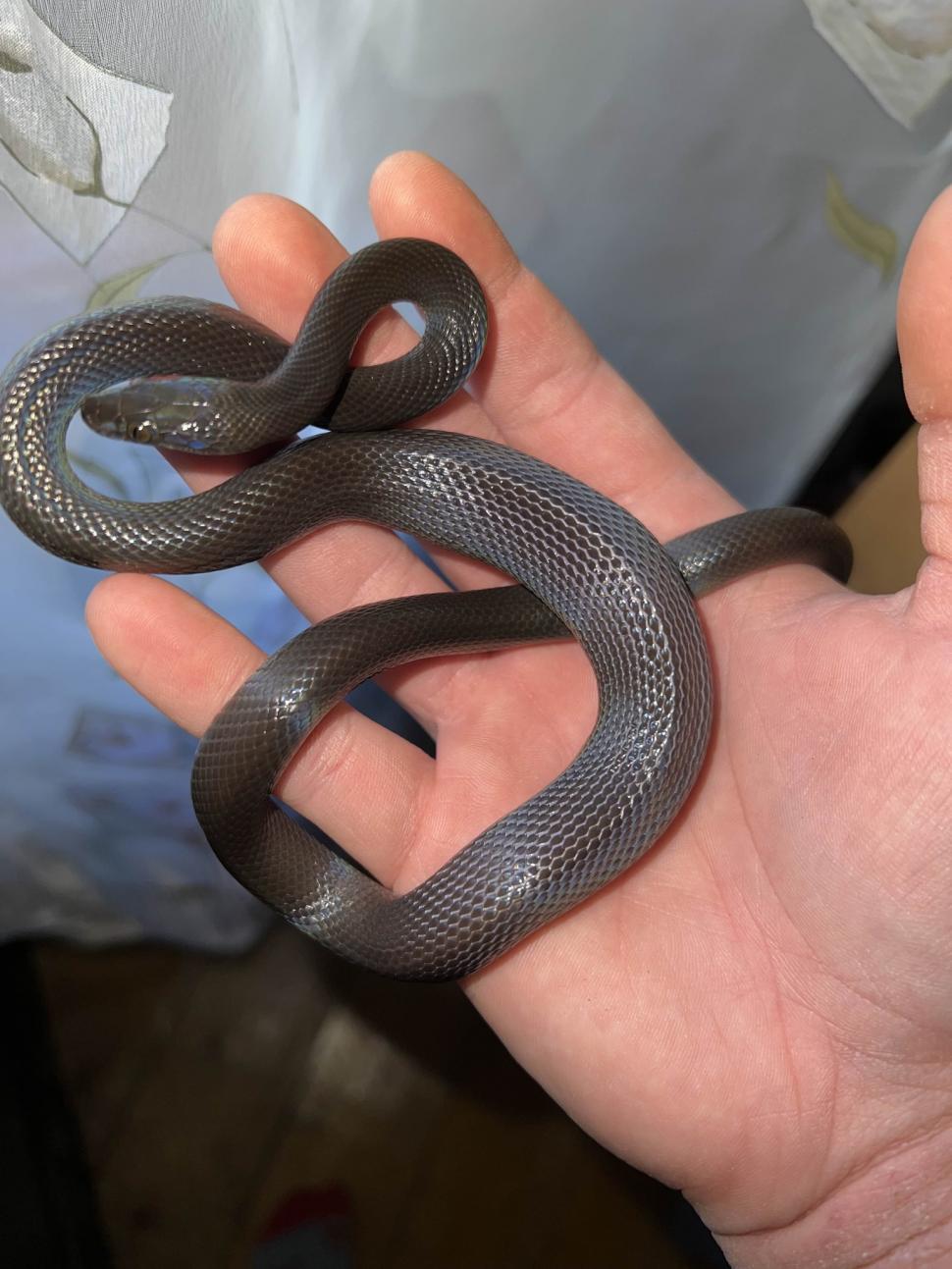 Crescătorie ilegală de reptile, găsită într-un apartament din Bihor. Erau și 2 vipere pentru care nu există ser antiviperin în România 1038655