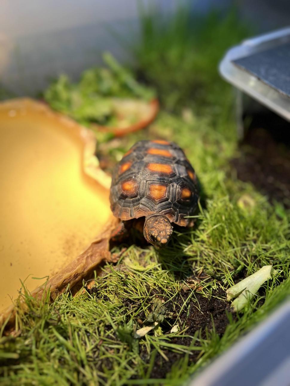 Crescătorie ilegală de reptile, găsită într-un apartament din Bihor. Erau și 2 vipere pentru care nu există ser antiviperin în România 1038656