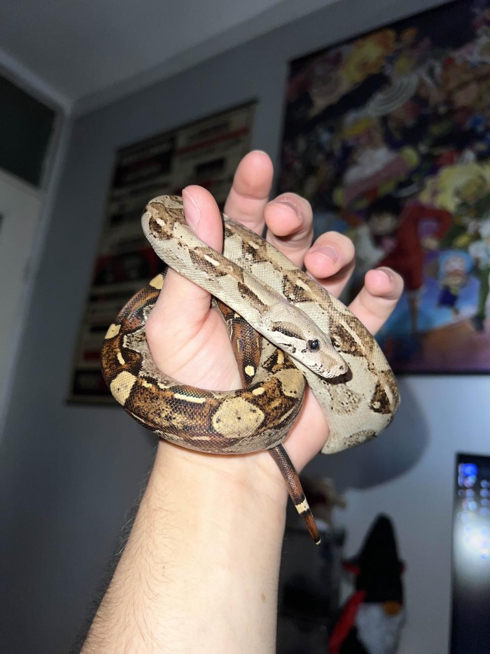 Crescătorie ilegală de reptile, găsită într-un apartament din Bihor. Erau și 2 vipere pentru care nu există ser antiviperin în România 1038657