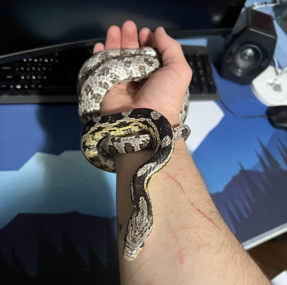 Crescătorie ilegală de reptile, găsită într-un apartament din Bihor. Erau și 2 vipere pentru care nu există ser antiviperin în România 1038659