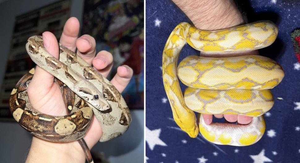 Crescătorie ilegală de reptile, găsită într-un apartament din Bihor. Erau și 2 vipere pentru care nu există ser antiviperin în România 1038661