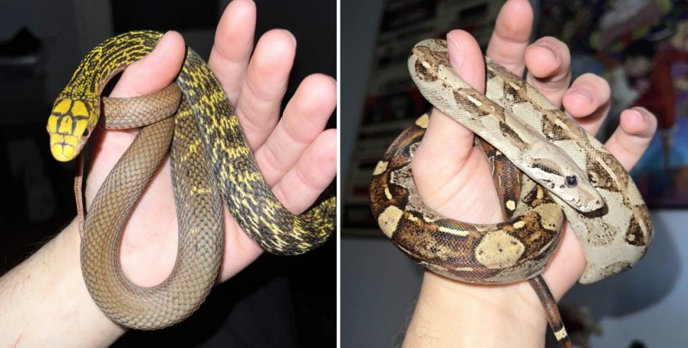 Crescătorie ilegală de reptile, găsită într-un apartament din Bihor. Erau și 2 vipere pentru care nu există ser antiviperin în România 1038666