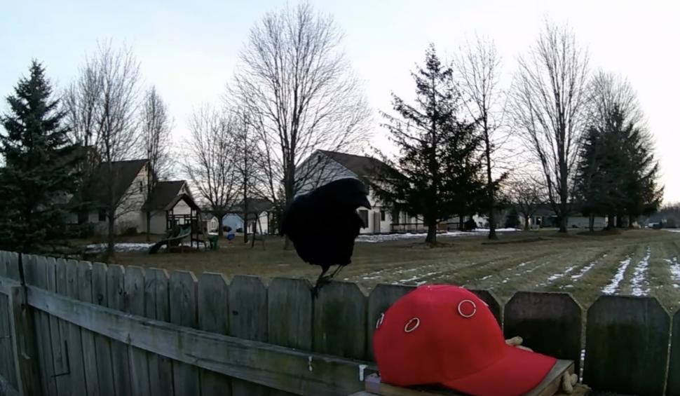 Un bărbat antrenează ciori să atace șepcile MAGA, purtate de susținătorii lui Trump 1039701