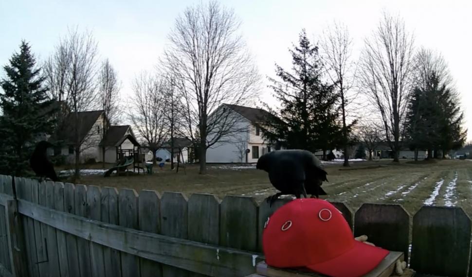 Un bărbat antrenează ciori să atace șepcile MAGA, purtate de susținătorii lui Trump 1039702