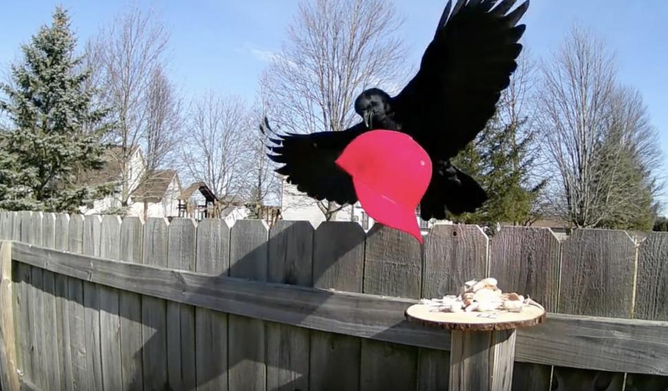 Un bărbat antrenează ciori să atace șepcile MAGA, purtate de susținătorii lui Trump 1039703