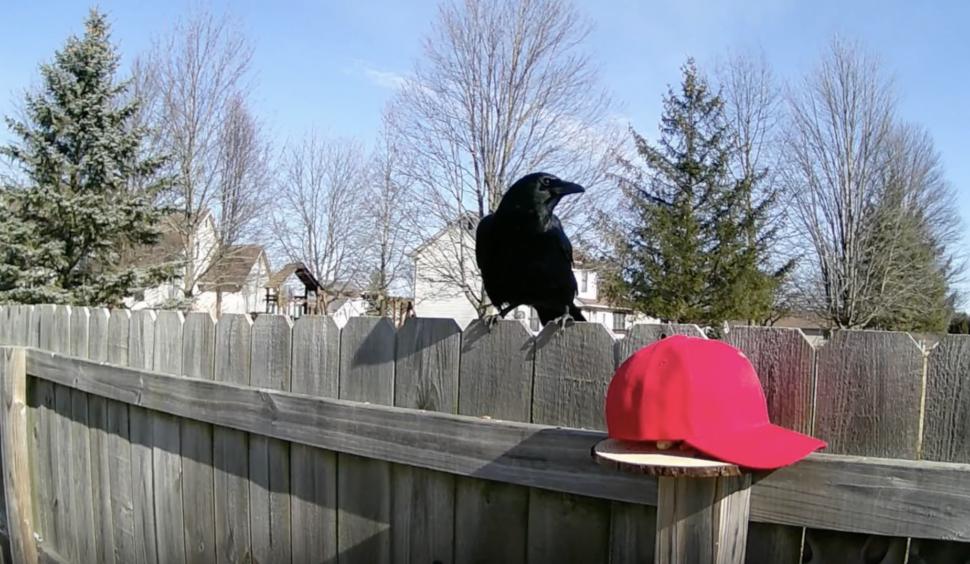 Un bărbat antrenează ciori să atace șepcile MAGA, purtate de susținătorii lui Trump 1039704