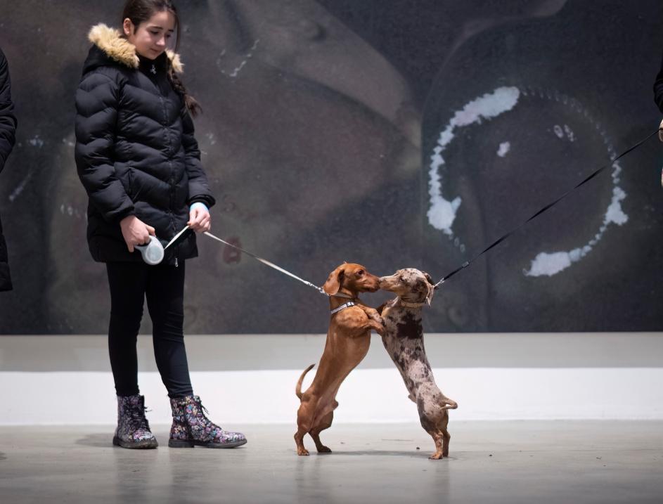 Experiment inedit în Italia: oamenii au mers la muzeu însoți de câinii lor 1040538