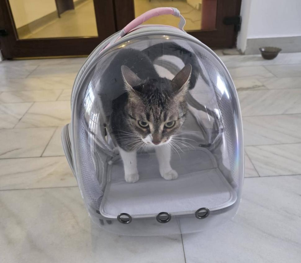 „N-o mai luați pe Jessy!” Primăria Sectorului 6 face un apel la cetățeni sa nu îi mai fie furată pisica 1042560