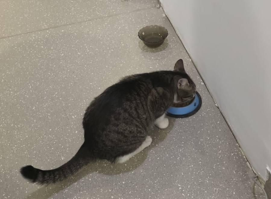 „N-o mai luați pe Jessy!” Primăria Sectorului 6 face un apel la cetățeni sa nu îi mai fie furată pisica 1042562