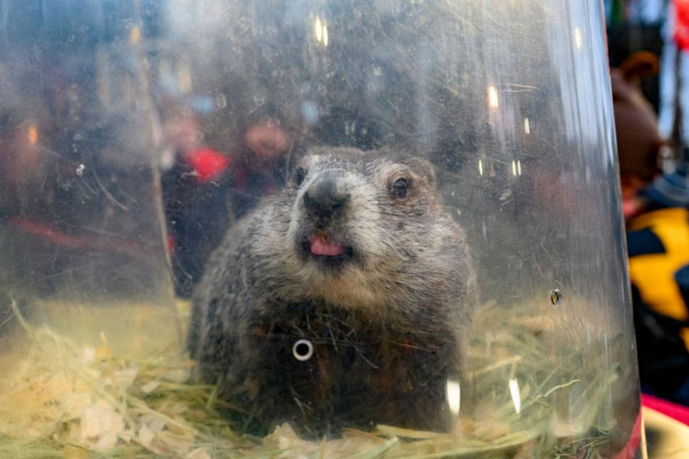 Ziua Cârtiței: Marmota Phil și-a văzut umbra. Potrivit legendei, mai urmează șase săptămâni de iarnă 1043019