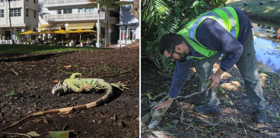 Iguane "înghețate" cad din copaci din cauza temperaturilor scăzute în Florida. De 15 ani nu a mai fost atât de frig 1043414