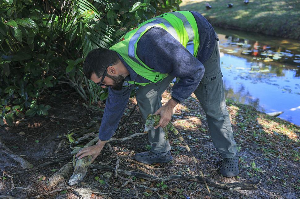 Iguane "înghețate" cad din copaci din cauza temperaturilor scăzute în Florida. De 15 ani nu a mai fost atât de frig 1043416