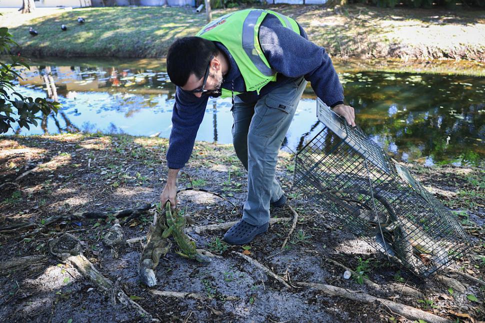 Iguane "înghețate" cad din copaci din cauza temperaturilor scăzute în Florida. De 15 ani nu a mai fost atât de frig 1043417