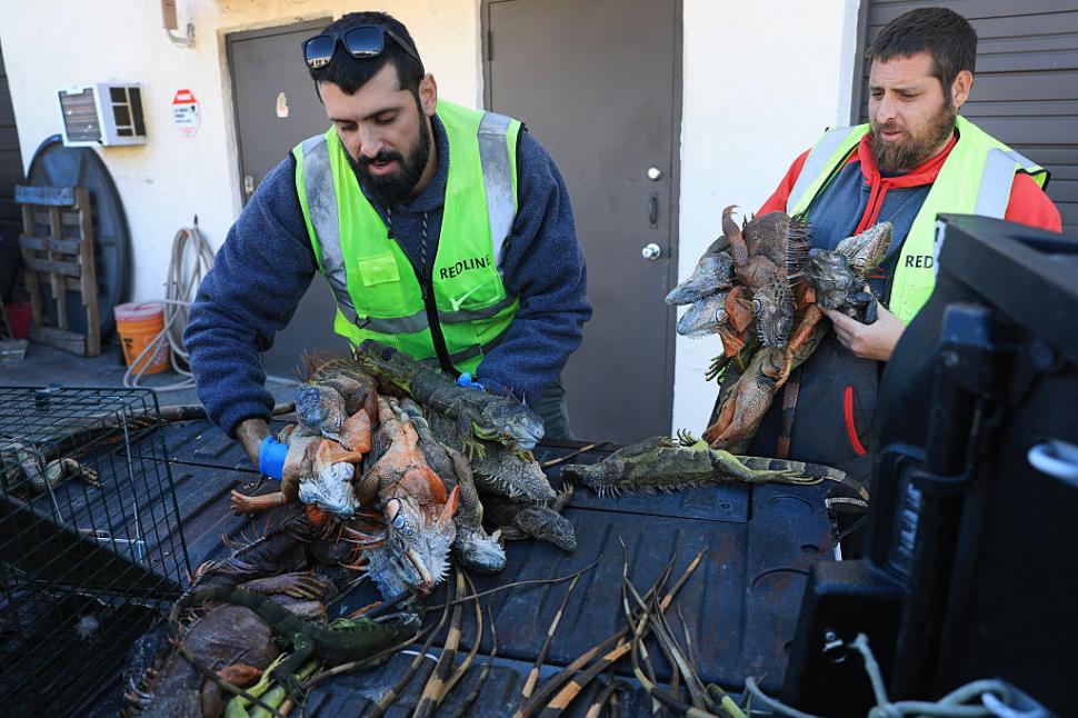 Iguane "înghețate" cad din copaci din cauza temperaturilor scăzute în Florida. De 15 ani nu a mai fost atât de frig 1043422