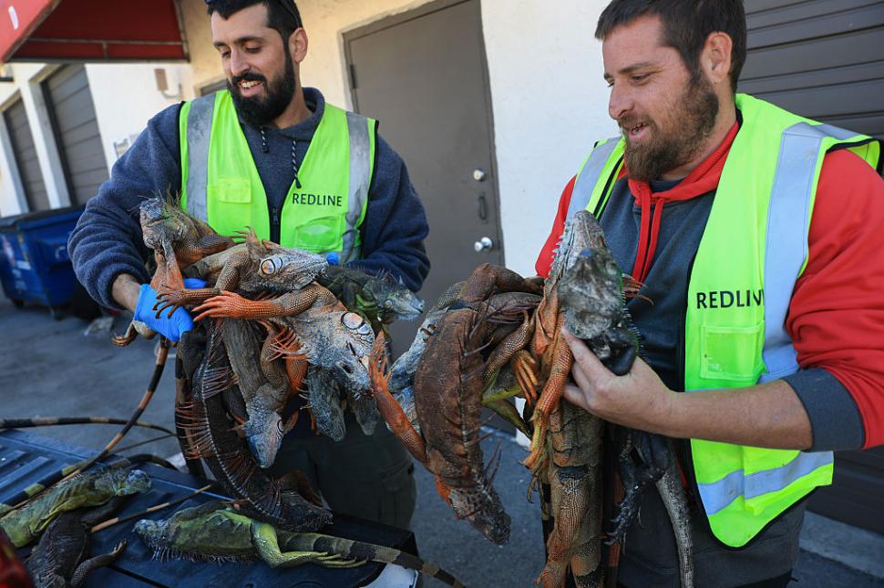 Iguane "înghețate" cad din copaci din cauza temperaturilor scăzute în Florida. De 15 ani nu a mai fost atât de frig 1043423