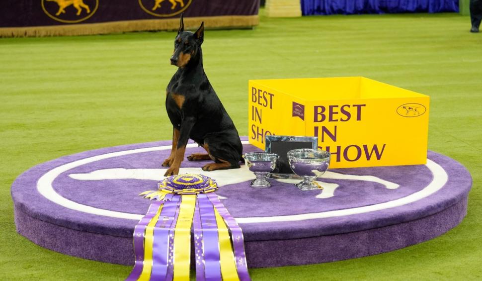 Penny, un Doberman Pinscher, a câștigat Best in Show la competiția canină Westminster 2026: „A făcut un spectacol perfect” 1043535