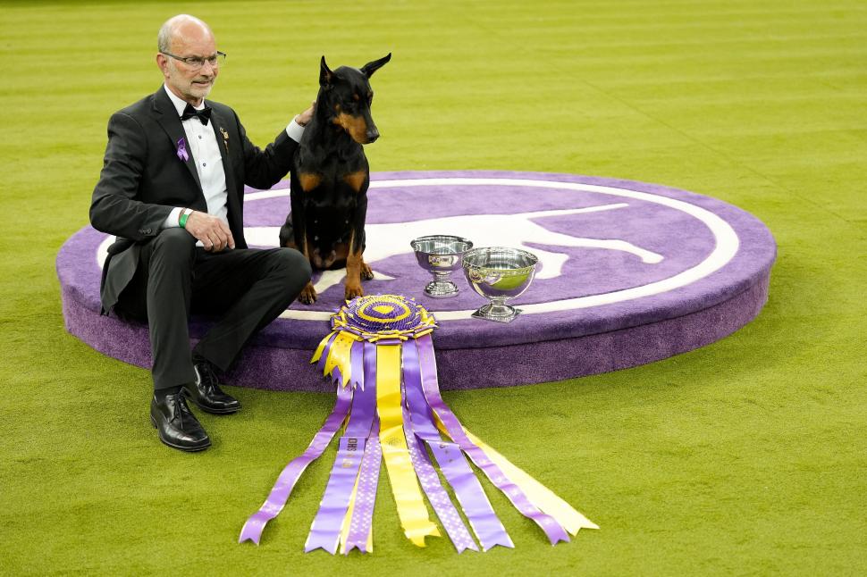 Penny, un Doberman Pinscher, a câștigat Best in Show la competiția canină Westminster 2026: „A făcut un spectacol perfect” 1043537