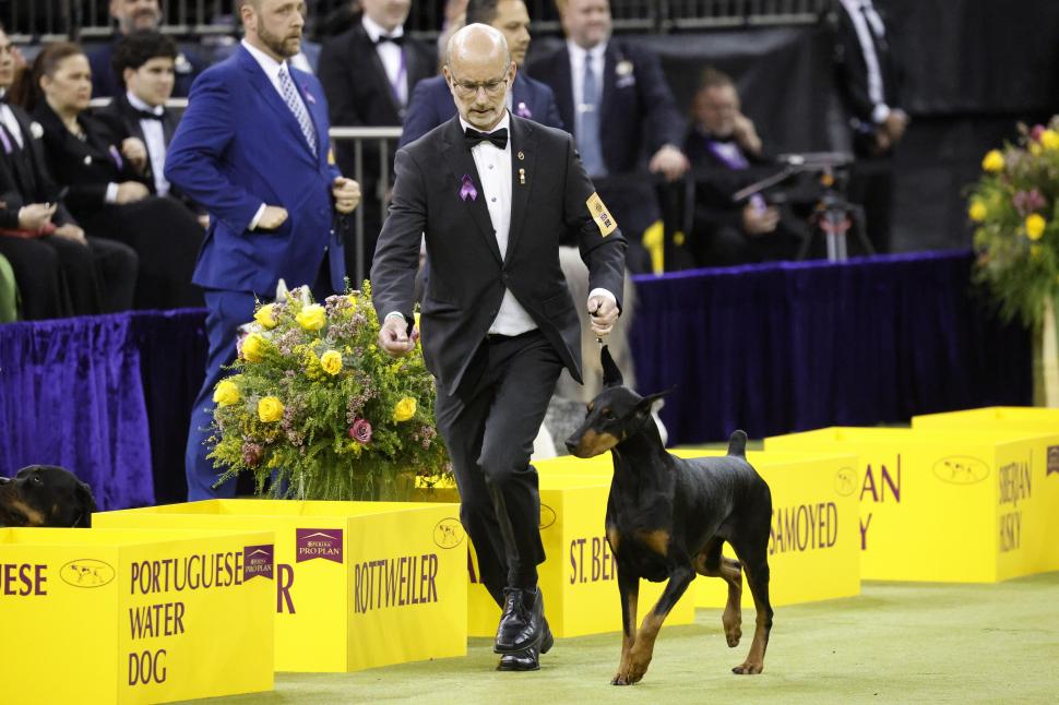 Penny, un Doberman Pinscher, a câștigat Best in Show la competiția canină Westminster 2026: „A făcut un spectacol perfect” 1043538