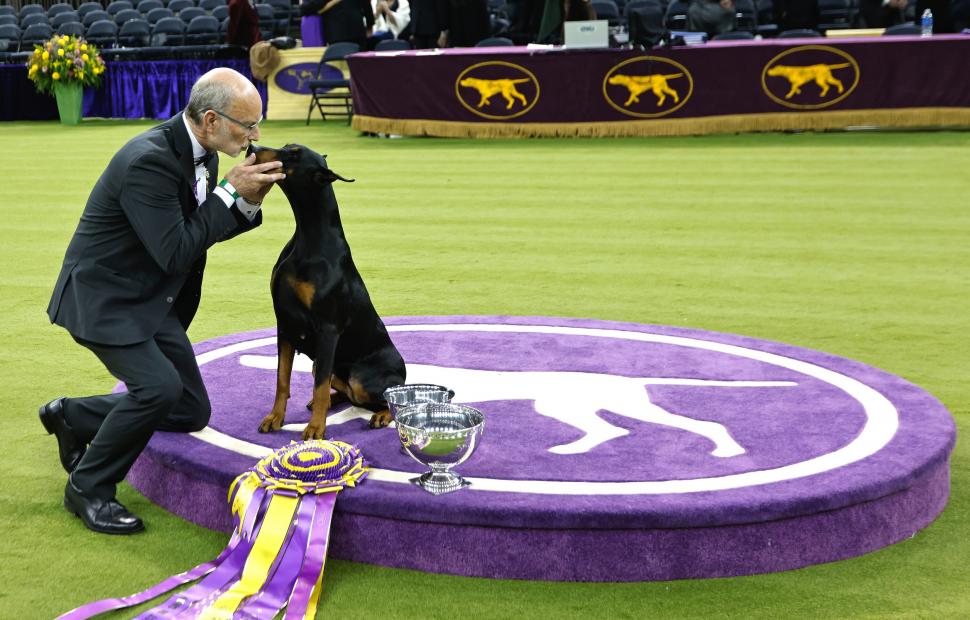 Penny, un Doberman Pinscher, a câștigat Best in Show la competiția canină Westminster 2026: „A făcut un spectacol perfect” 1043539