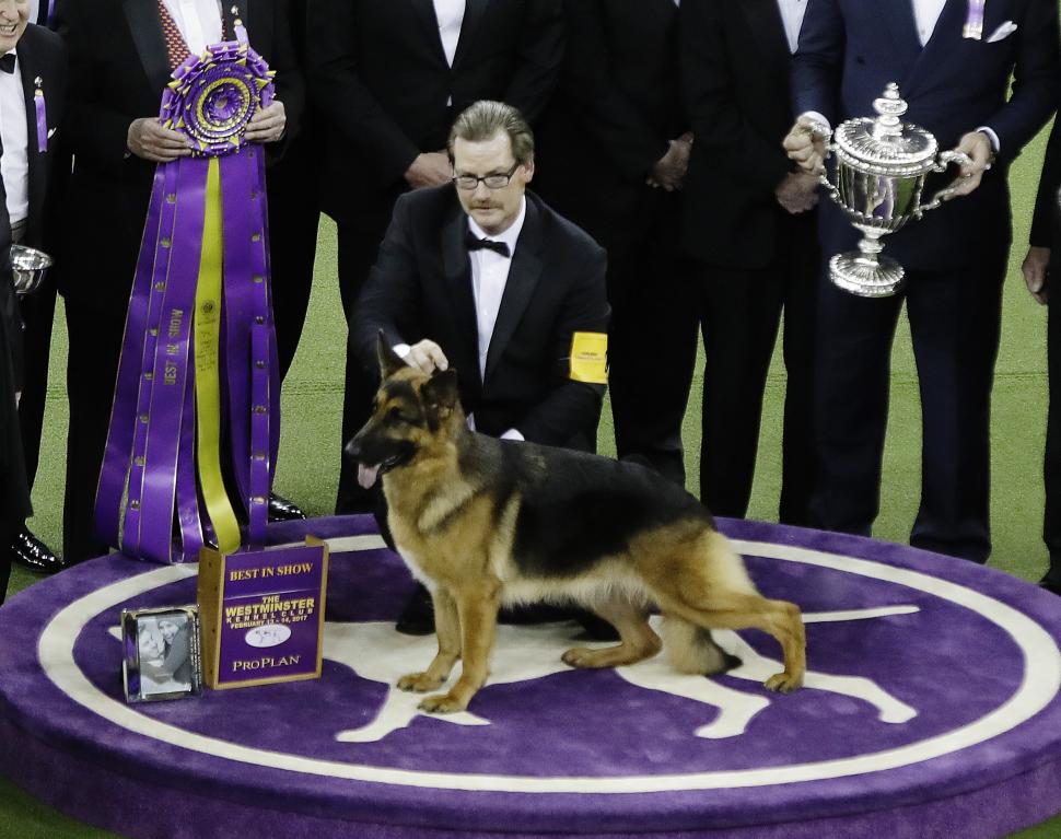 Penny, un Doberman Pinscher, a câștigat Best in Show la competiția canină Westminster 2026: „A făcut un spectacol perfect” 1043552