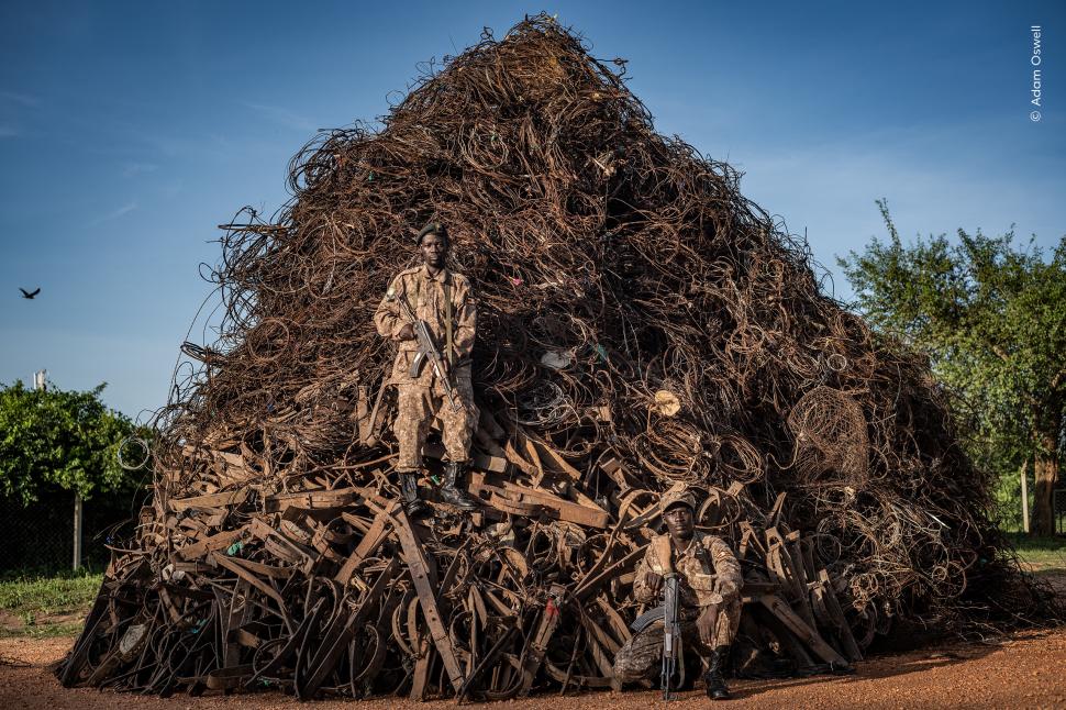 Urși polari odihnindu-se, crabul agățat de meduză și multe altele. Oamenii pot vota acum pentru imaginea cu natură sălbatică preferată  1043559