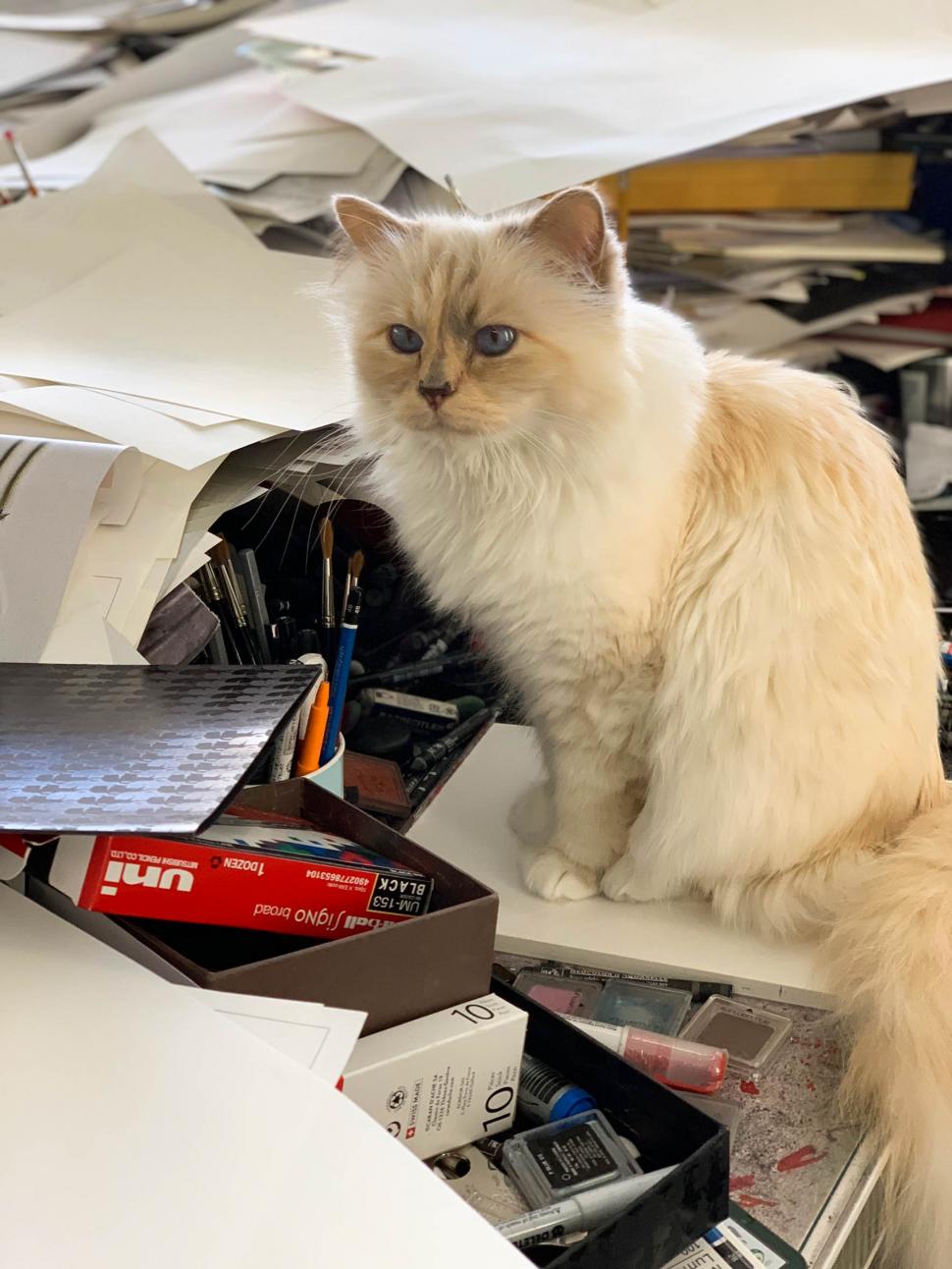 Pisica cu bodyguard, bucătar și menajere a lui Karl Lagerfeld ar putea rămâne fără avere. Testamentul designerului a fost contestat 1044005