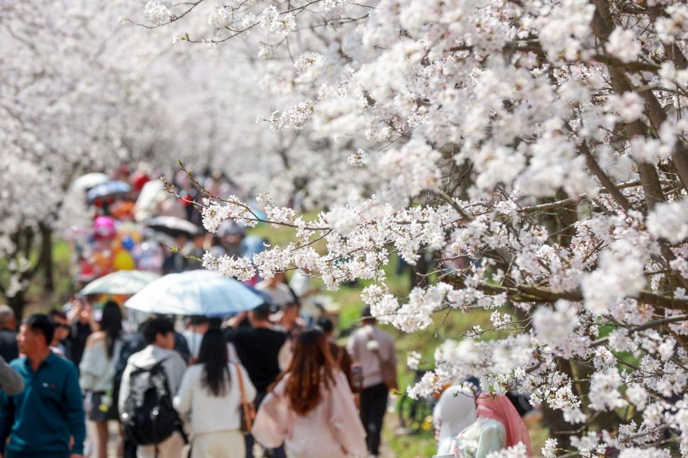 Festivalul florilor de cireș din Japonia a fost anulat din cauza turiștilor care se comportau neadecvat 1043958