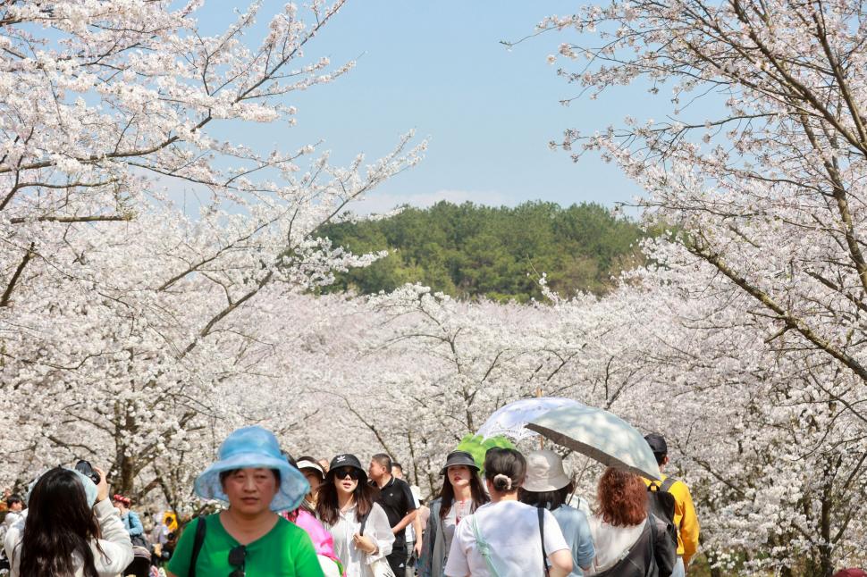 Festivalul florilor de cireș din Japonia a fost anulat din cauza turiștilor care se comportau neadecvat 1043959