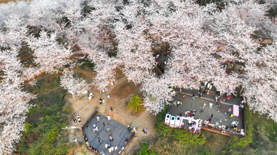 Festivalul florilor de cireș din Japonia a fost anulat din cauza turiștilor care se comportau neadecvat 1043960