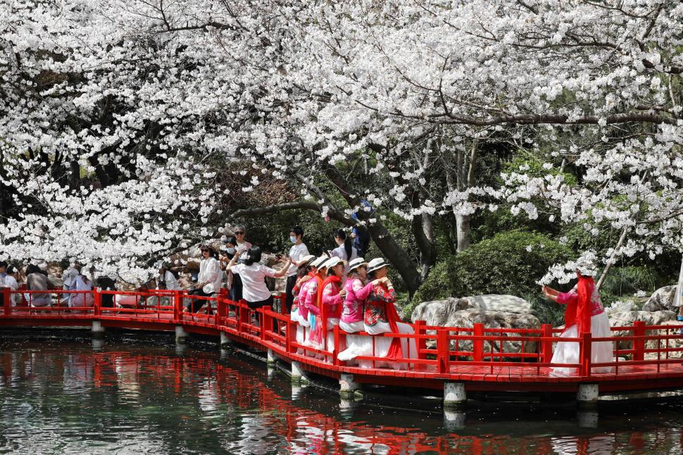 Festivalul florilor de cireș din Japonia a fost anulat din cauza turiștilor care se comportau neadecvat 1043962