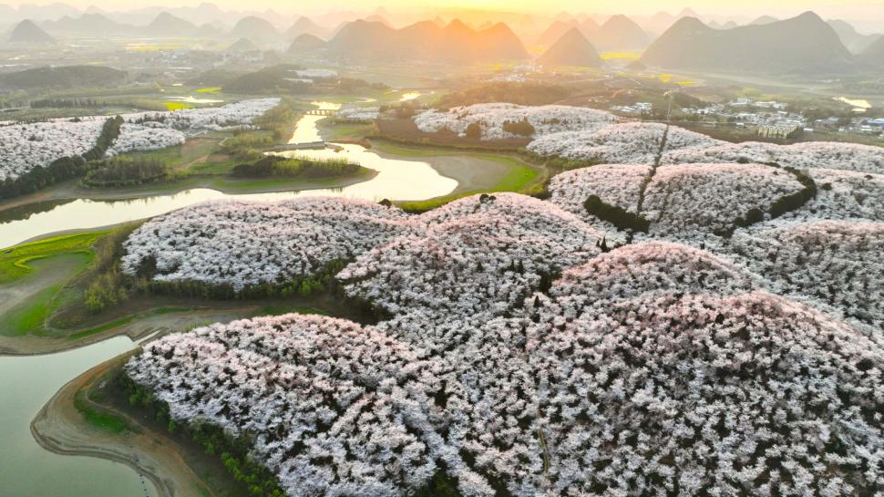 Festivalul florilor de cireș din Japonia a fost anulat din cauza turiștilor care se comportau neadecvat 1043964