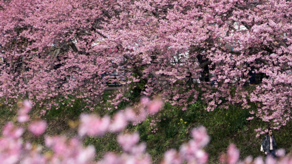 Festivalul florilor de cireș din Japonia a fost anulat din cauza turiștilor care se comportau neadecvat 1043965