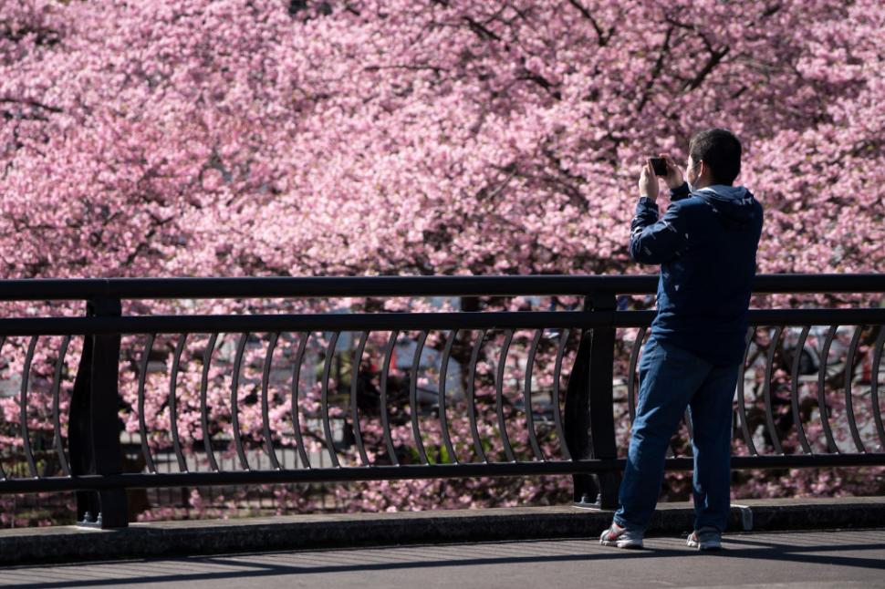 Festivalul florilor de cireș din Japonia a fost anulat din cauza turiștilor care se comportau neadecvat 1043967