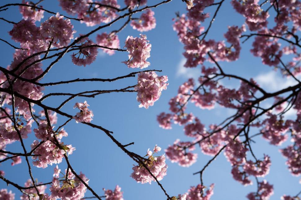 Festivalul florilor de cireș din Japonia a fost anulat din cauza turiștilor care se comportau neadecvat 1043977