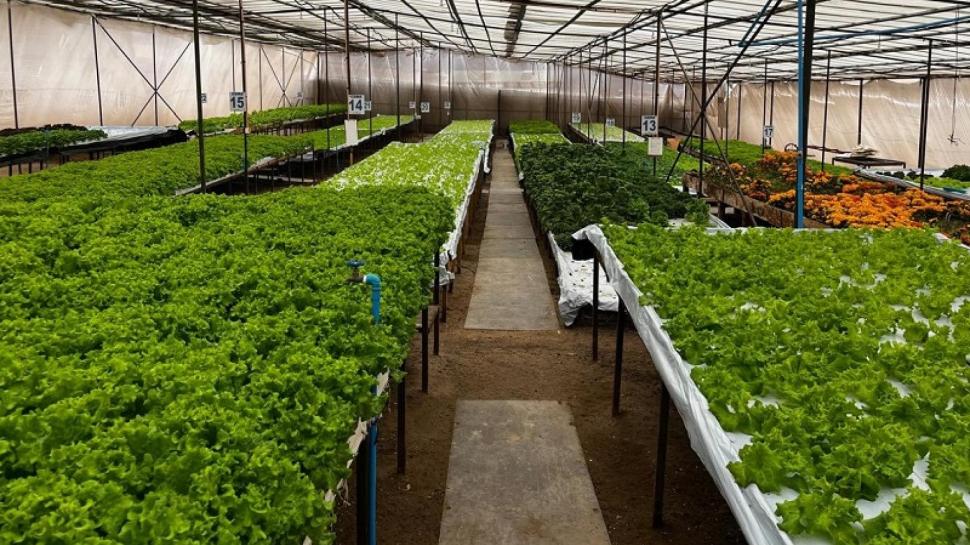 Paradisul verde din cel mai arid deșert din lume: În serele din Atacama, salata verde crește fără pământ, cu apă desalinizată din ocean 1044154