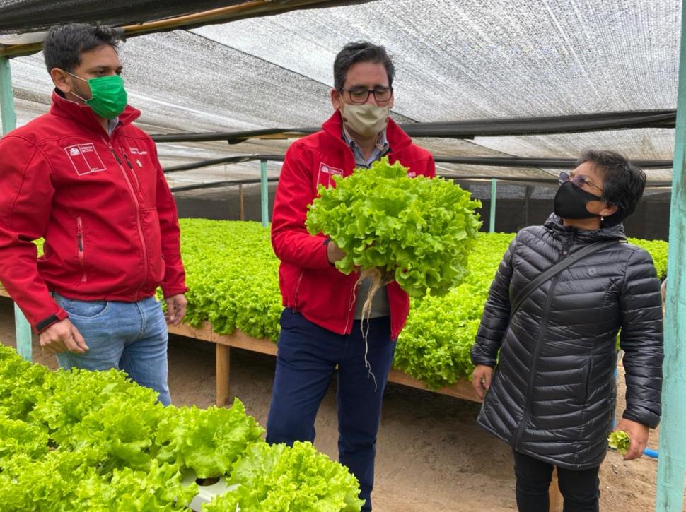 Paradisul verde din cel mai arid deșert din lume: În serele din Atacama, salata verde crește fără pământ, cu apă desalinizată din ocean 1044156
