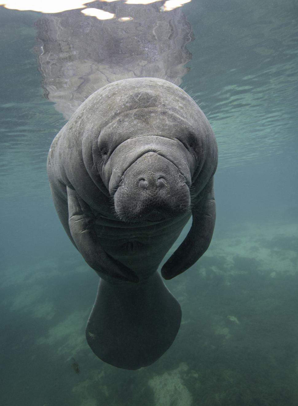 Lamantinii nu mai pot de frig și s-au retras în masă într-o zonă cu izvoare termale din Florida. Imagini tulburătoare filmate cu drona 1044739