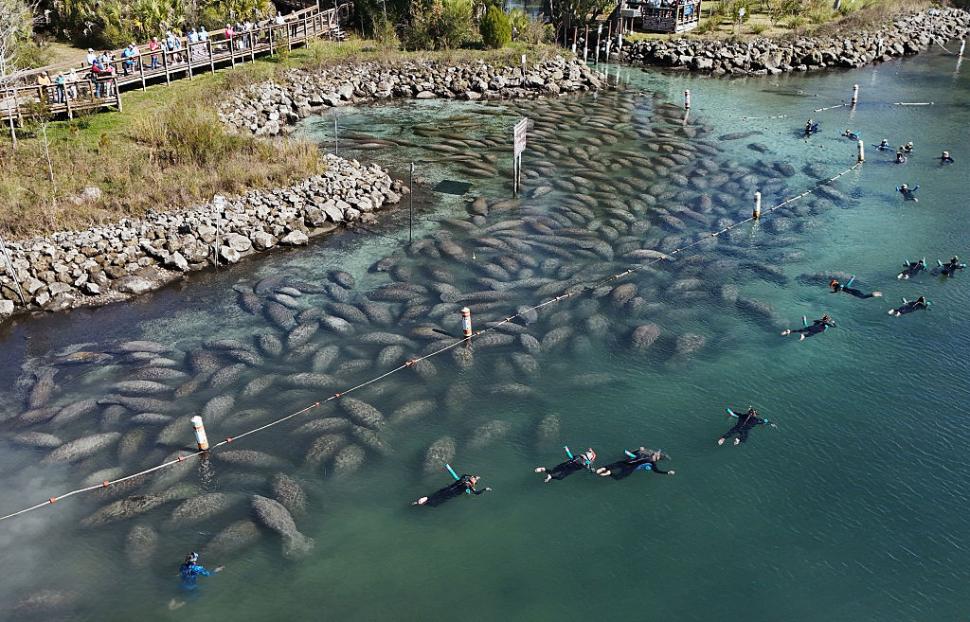 Lamantinii nu mai pot de frig și s-au retras în masă într-o zonă cu izvoare termale din Florida. Imagini tulburătoare filmate cu drona 1044744