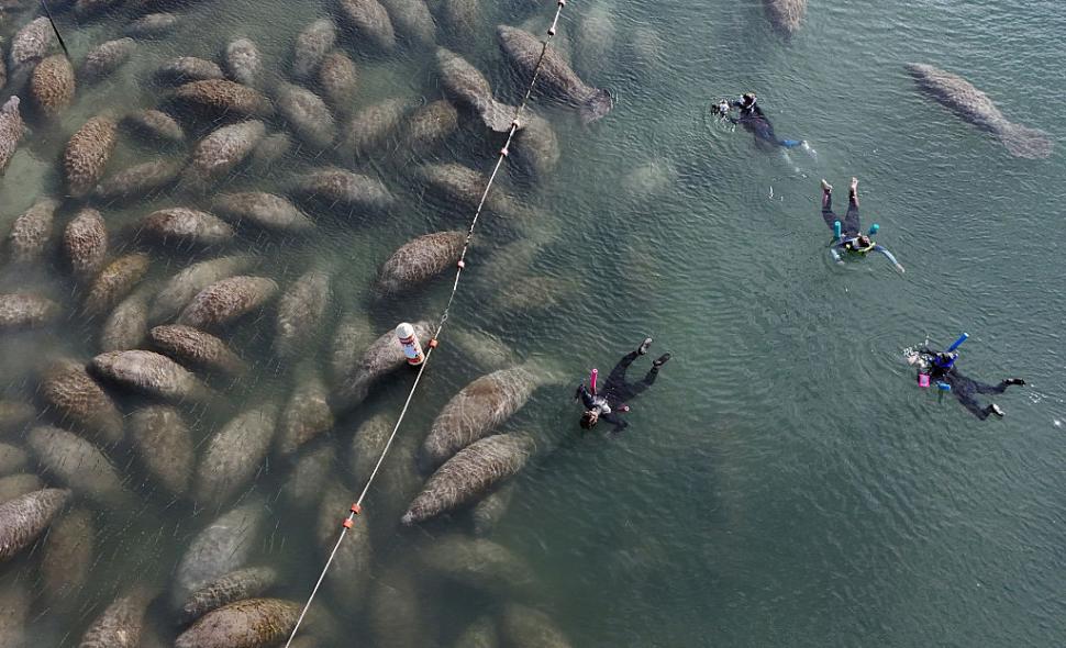 Lamantinii nu mai pot de frig și s-au retras în masă într-o zonă cu izvoare termale din Florida. Imagini tulburătoare filmate cu drona 1044746