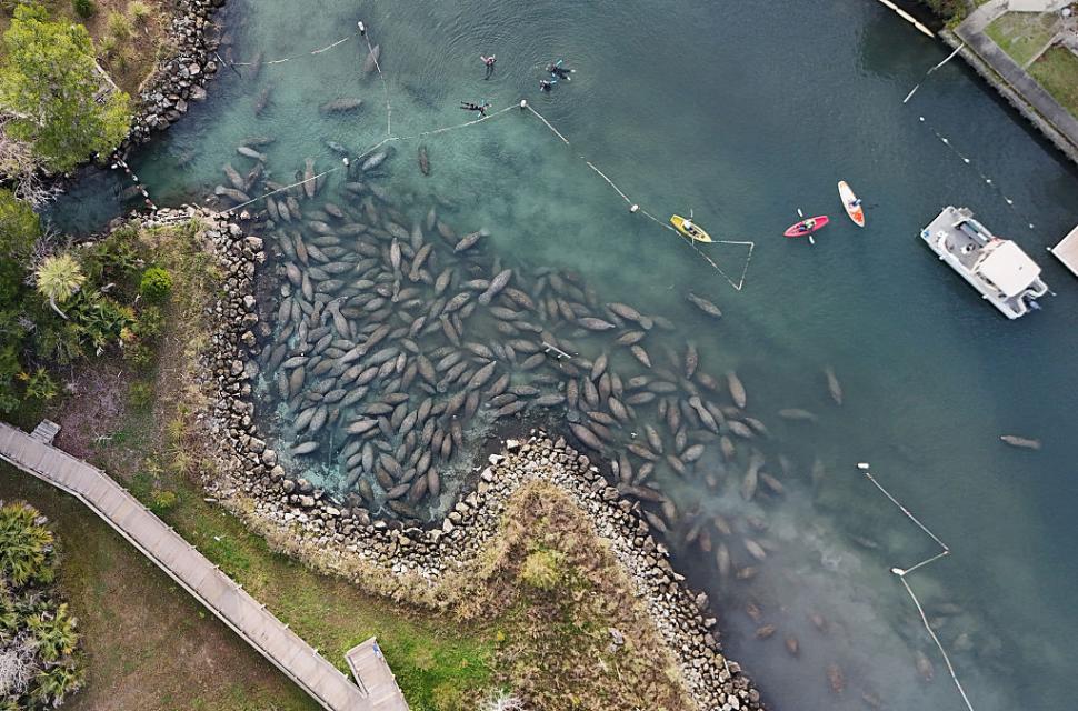 Lamantinii nu mai pot de frig și s-au retras în masă într-o zonă cu izvoare termale din Florida. Imagini tulburătoare filmate cu drona 1044749