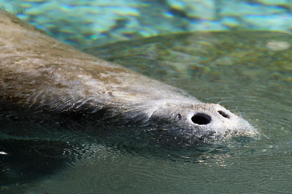 Lamantinii nu mai pot de frig și s-au retras în masă într-o zonă cu izvoare termale din Florida. Imagini tulburătoare filmate cu drona 1044750