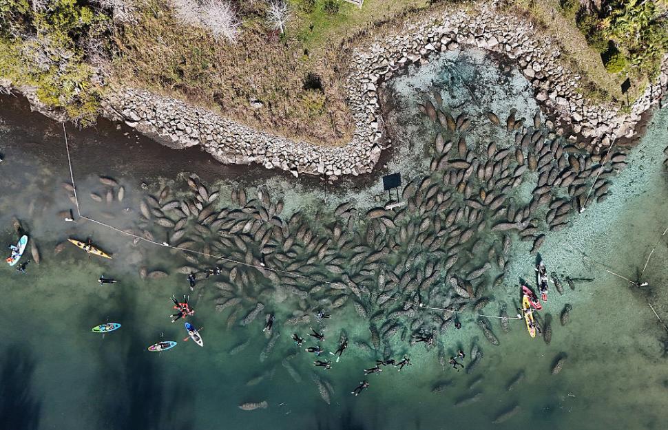 Lamantinii nu mai pot de frig și s-au retras în masă într-o zonă cu izvoare termale din Florida. Imagini tulburătoare filmate cu drona 1044751