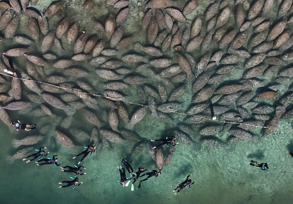 Lamantinii nu mai pot de frig și s-au retras în masă într-o zonă cu izvoare termale din Florida. Imagini tulburătoare filmate cu drona 1044752