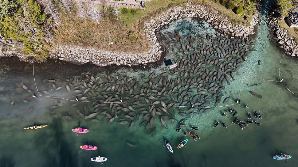 Lamantinii nu mai pot de frig și s-au retras în masă într-o zonă cu izvoare termale din Florida. Imagini tulburătoare filmate cu drona 1044753