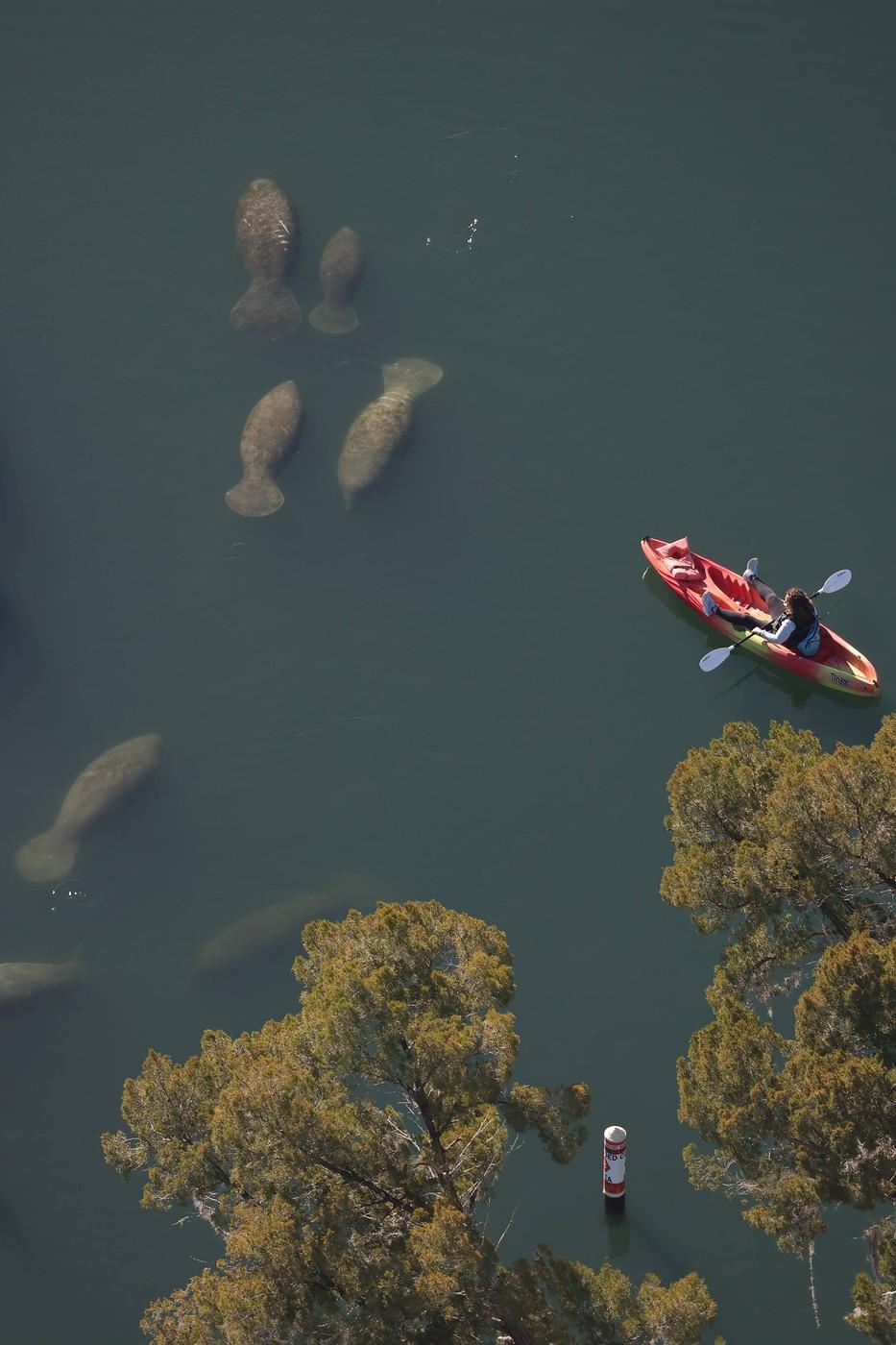 Lamantinii nu mai pot de frig și s-au retras în masă într-o zonă cu izvoare termale din Florida. Imagini tulburătoare filmate cu drona 1044756