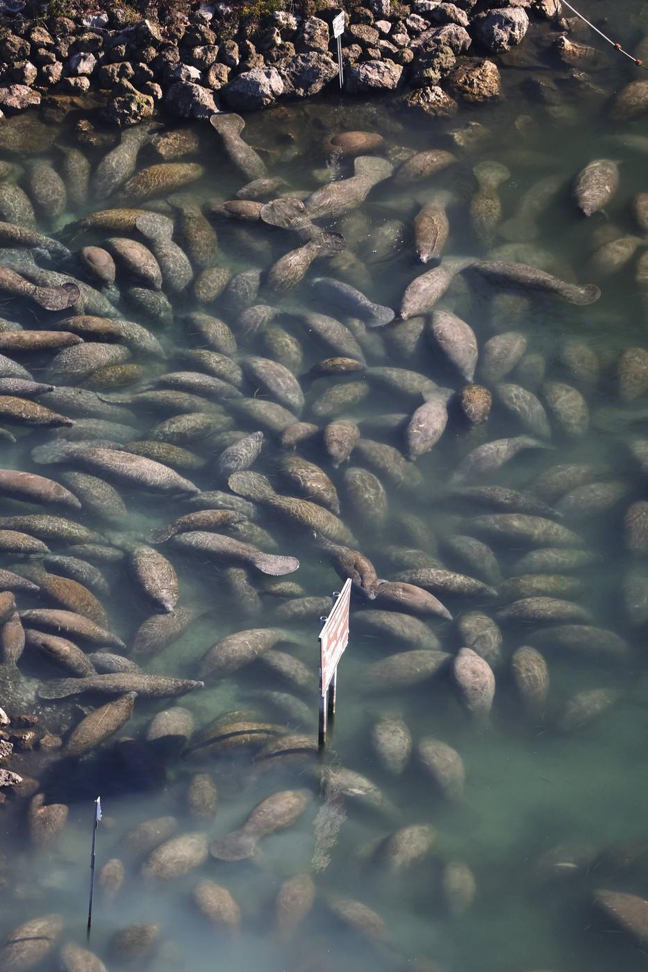 Lamantinii nu mai pot de frig și s-au retras în masă într-o zonă cu izvoare termale din Florida. Imagini tulburătoare filmate cu drona 1044757