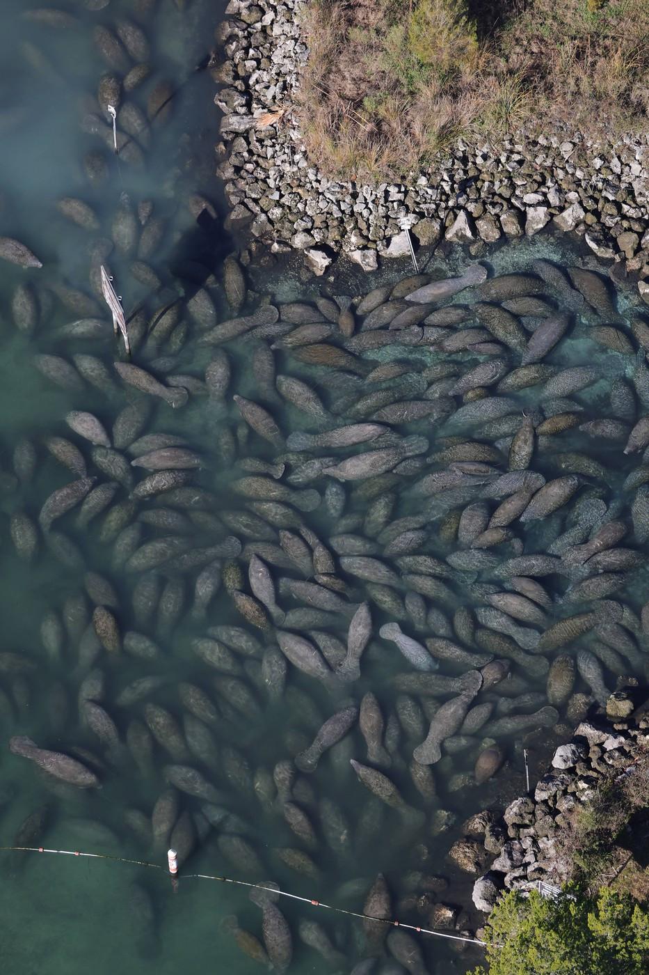 Lamantinii nu mai pot de frig și s-au retras în masă într-o zonă cu izvoare termale din Florida. Imagini tulburătoare filmate cu drona 1044758