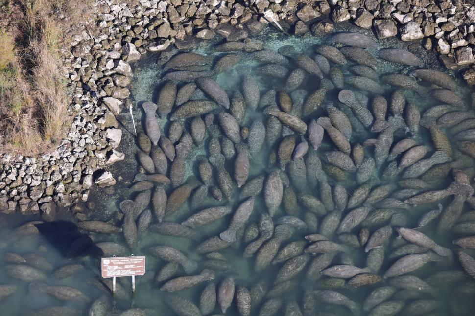 Lamantinii nu mai pot de frig și s-au retras în masă într-o zonă cu izvoare termale din Florida. Imagini tulburătoare filmate cu drona 1044759