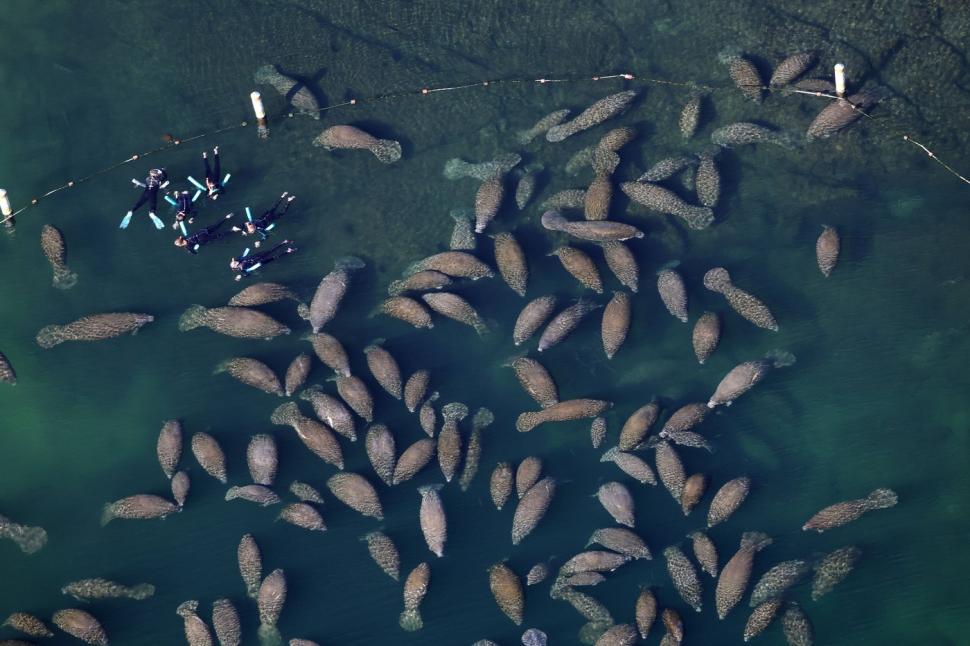 Lamantinii nu mai pot de frig și s-au retras în masă într-o zonă cu izvoare termale din Florida. Imagini tulburătoare filmate cu drona 1044760