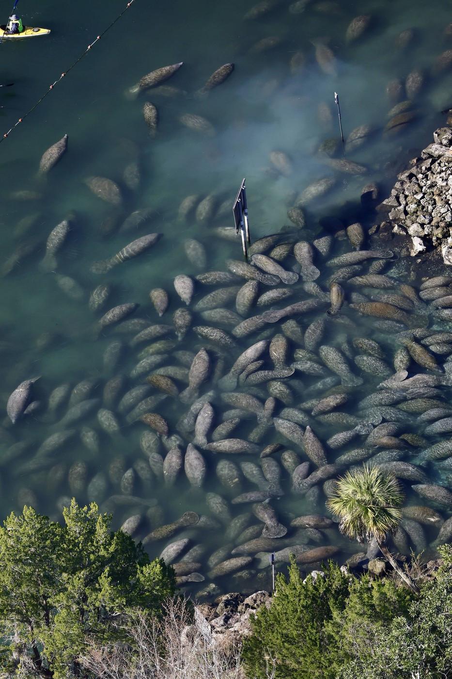 Lamantinii nu mai pot de frig și s-au retras în masă într-o zonă cu izvoare termale din Florida. Imagini tulburătoare filmate cu drona 1044762